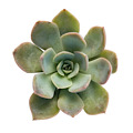 2" Echeveria Summer